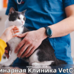 Care for Your Pets at Ветеринарная Клиника VetCityPets Health Services