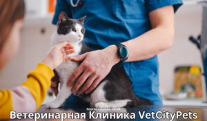 Ветеринарная Клиника VetCityPets